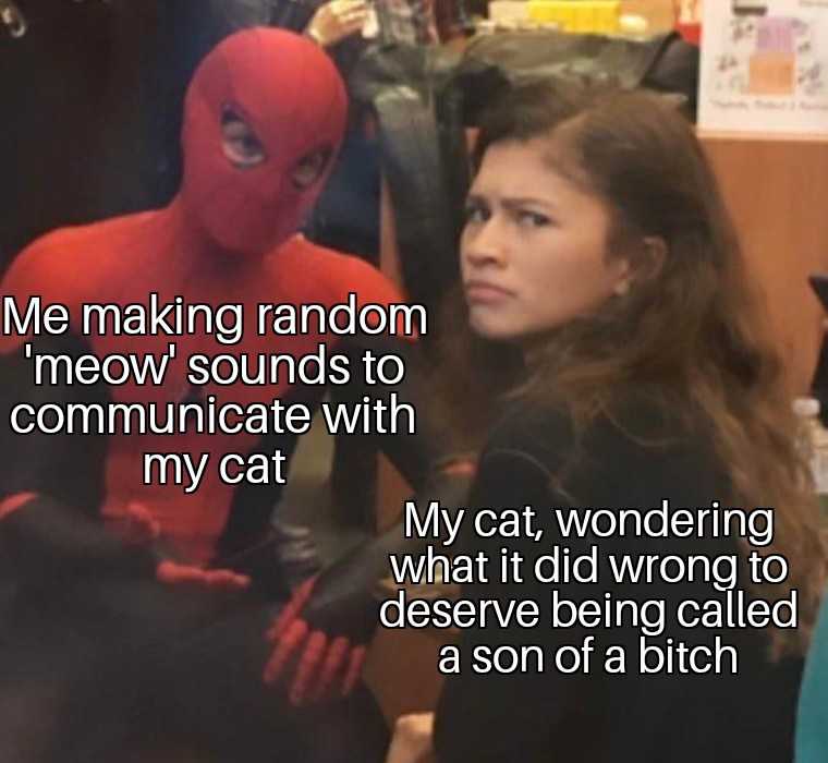 someone is making random memes sounds to communicate with my cat