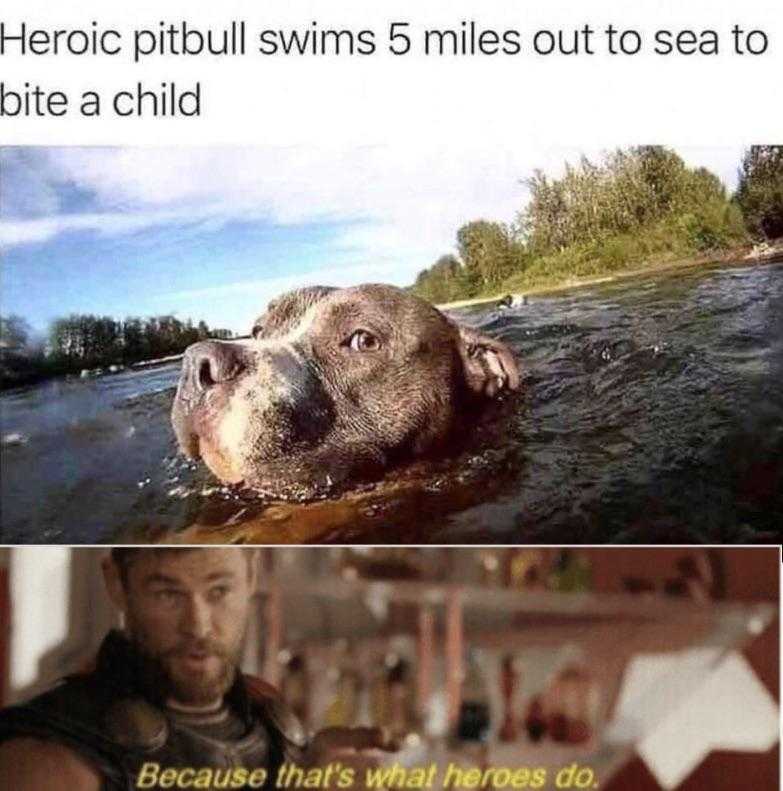 dog in the water with a caption of a man swimming with a dog