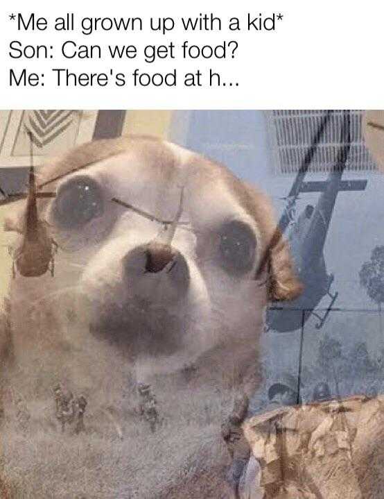 dog with glasses on looking at camera with caption saying, me all grown up with a kid son can we get food? me there ' s food at ah