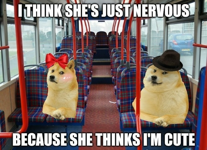 dog on a bus with a hat and a bow