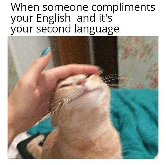 someone is holding a cat up to their face and it ' s saying, when someone compliments your english and its your second language