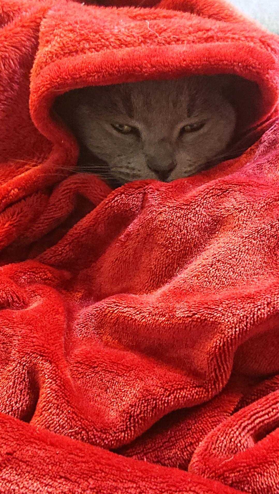 araffy cat wrapped in a red towel on a bed