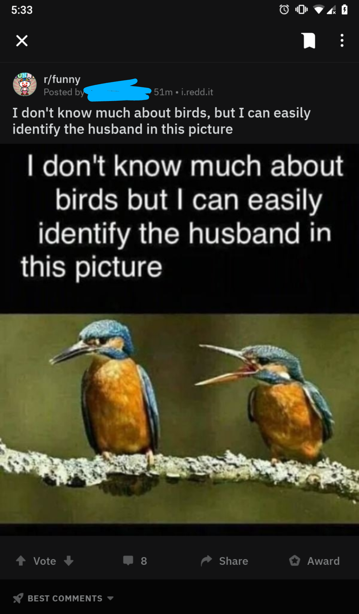 a close up of two birds on a branch with a caption