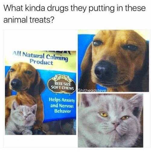 a close up of a dog and a cat with a box of cat treats