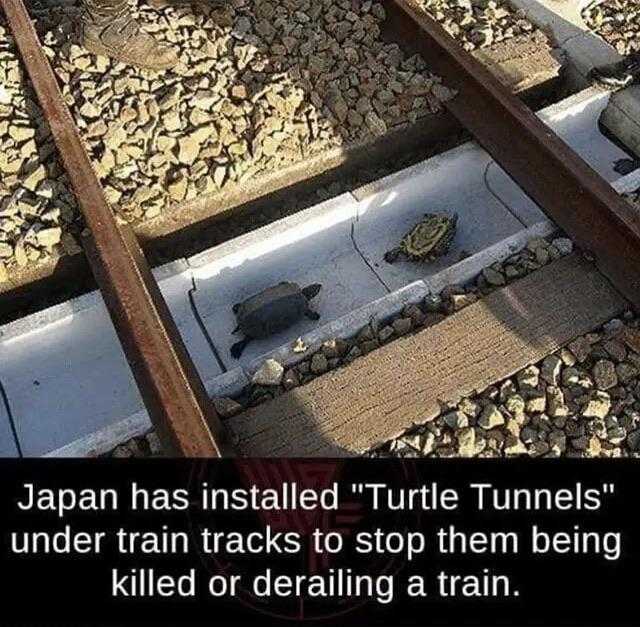 there is a picture of a turtle that is laying on the tracks