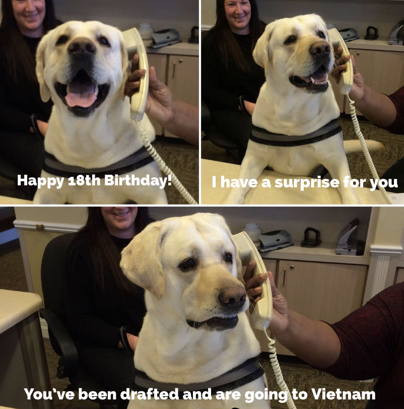 dog sitting on a desk with a woman in a chair