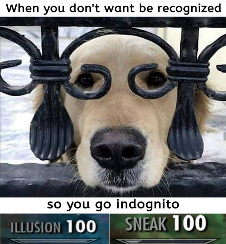 dog with a sign that says, when you don ' t want to be recognized so you go indognito