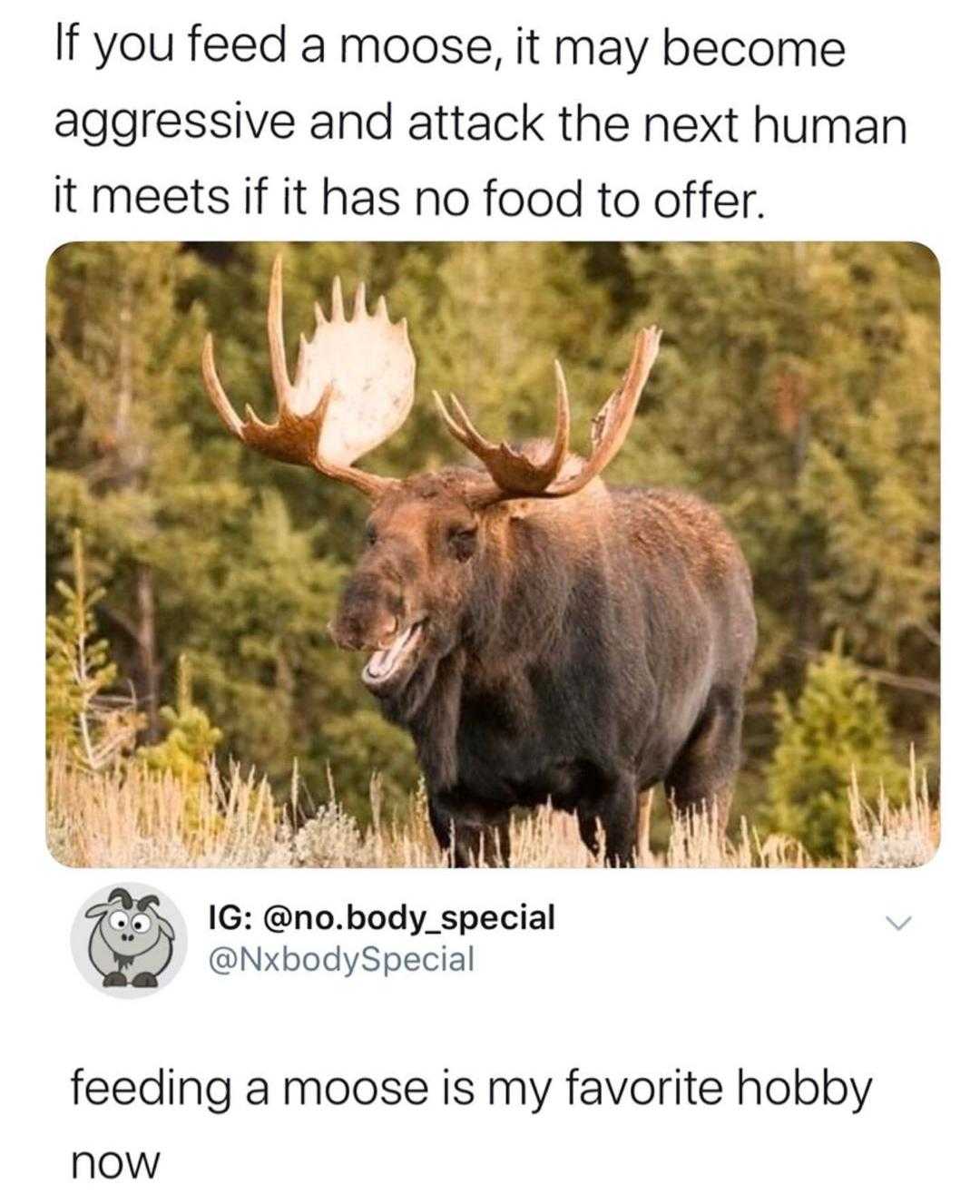 araffed moose with horns standing in a field with trees in the background