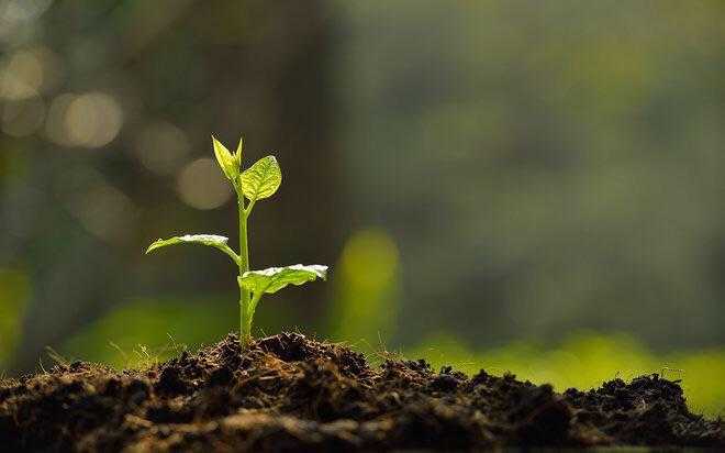 there is a small plant that is growing out of the ground