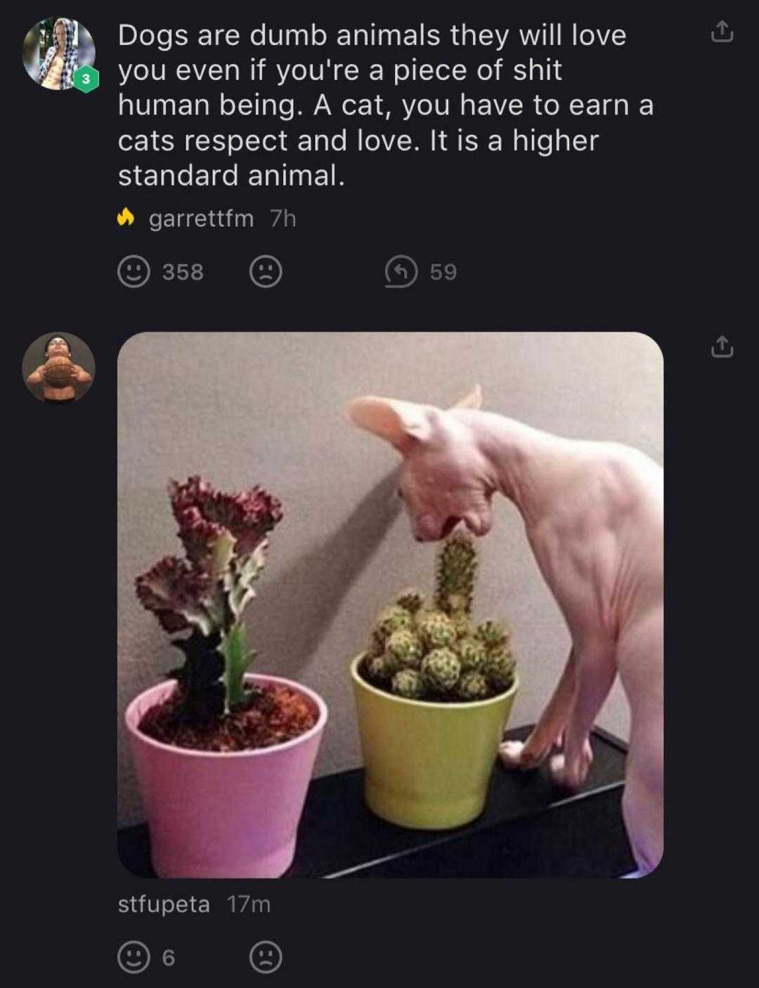 a close up of a cat standing on a table next to a potted plant