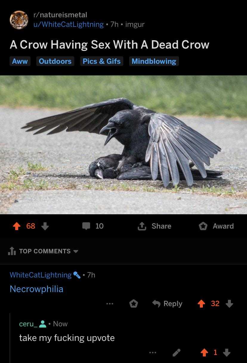 a close up of a bird on the ground with its wings spread