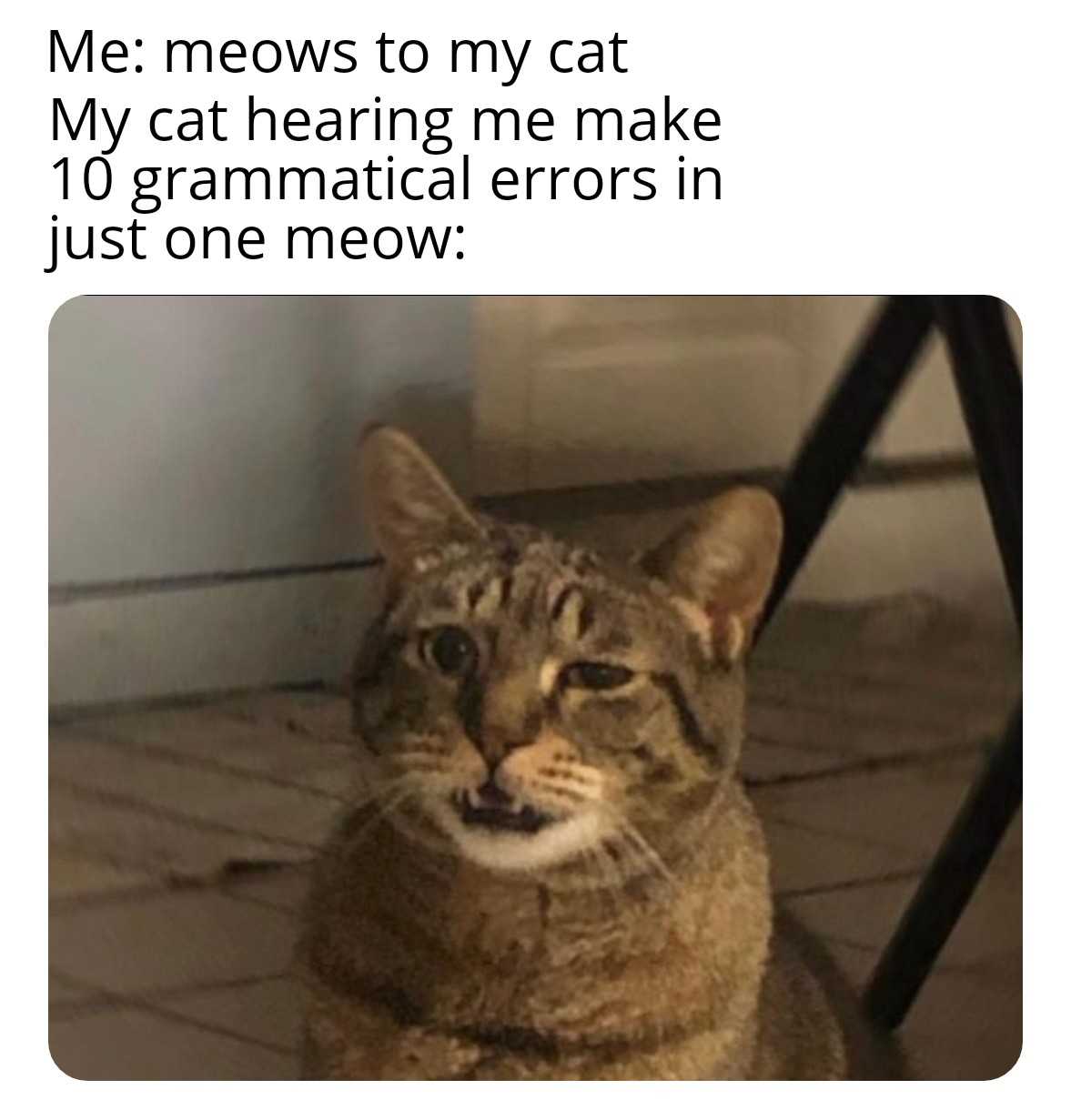 cat sitting on the floor with caption of meme meows to my cat