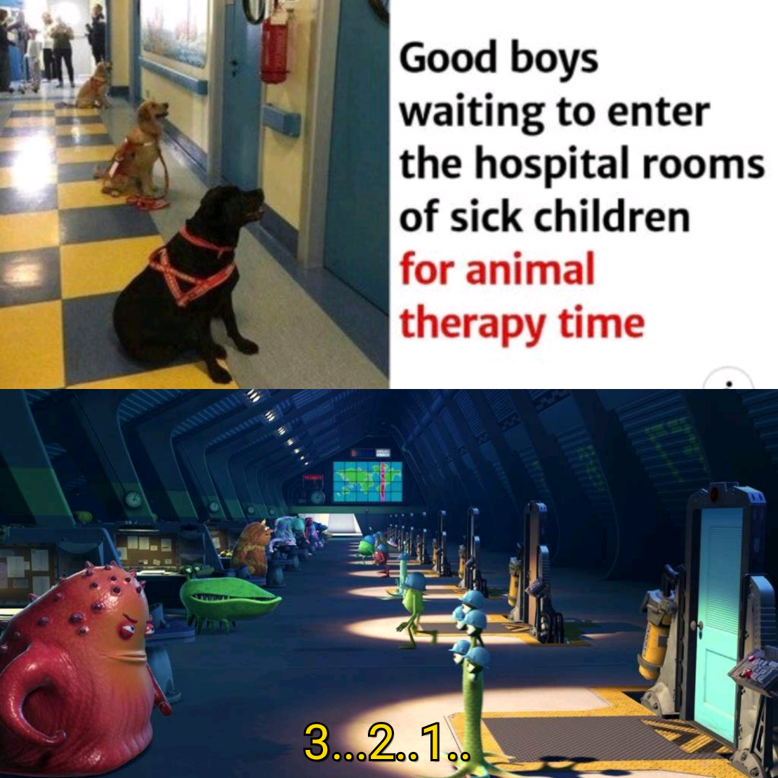 there are two pictures of a dog and a cat in a hospital