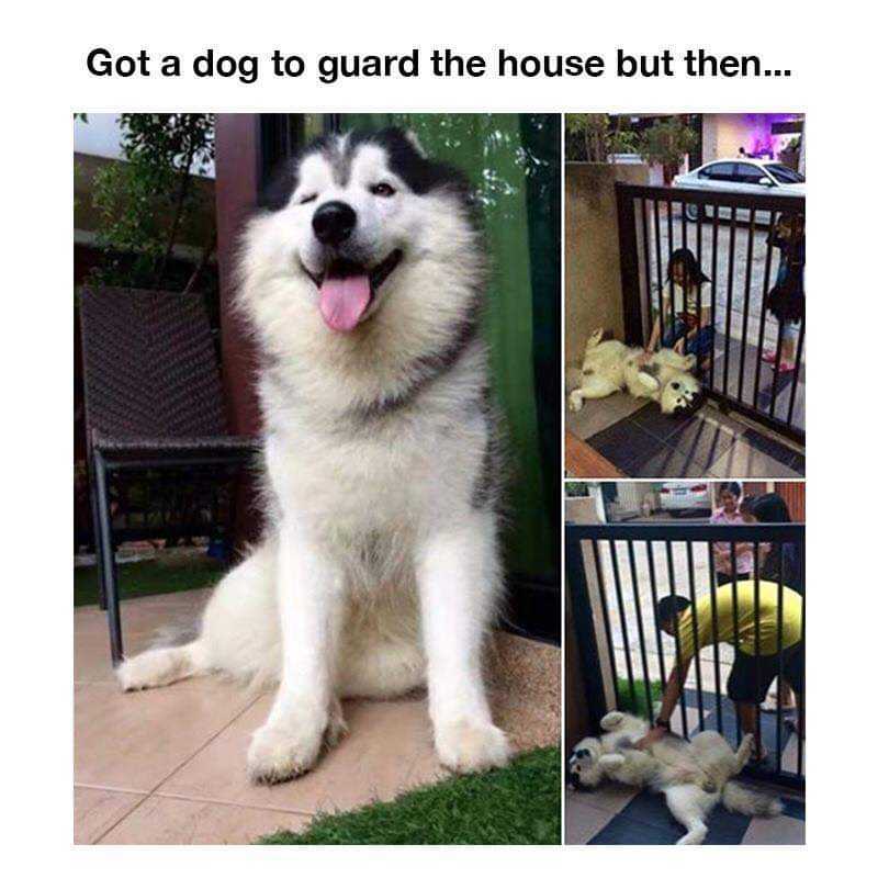 dog sitting on the ground next to a fence and a stuffed animal