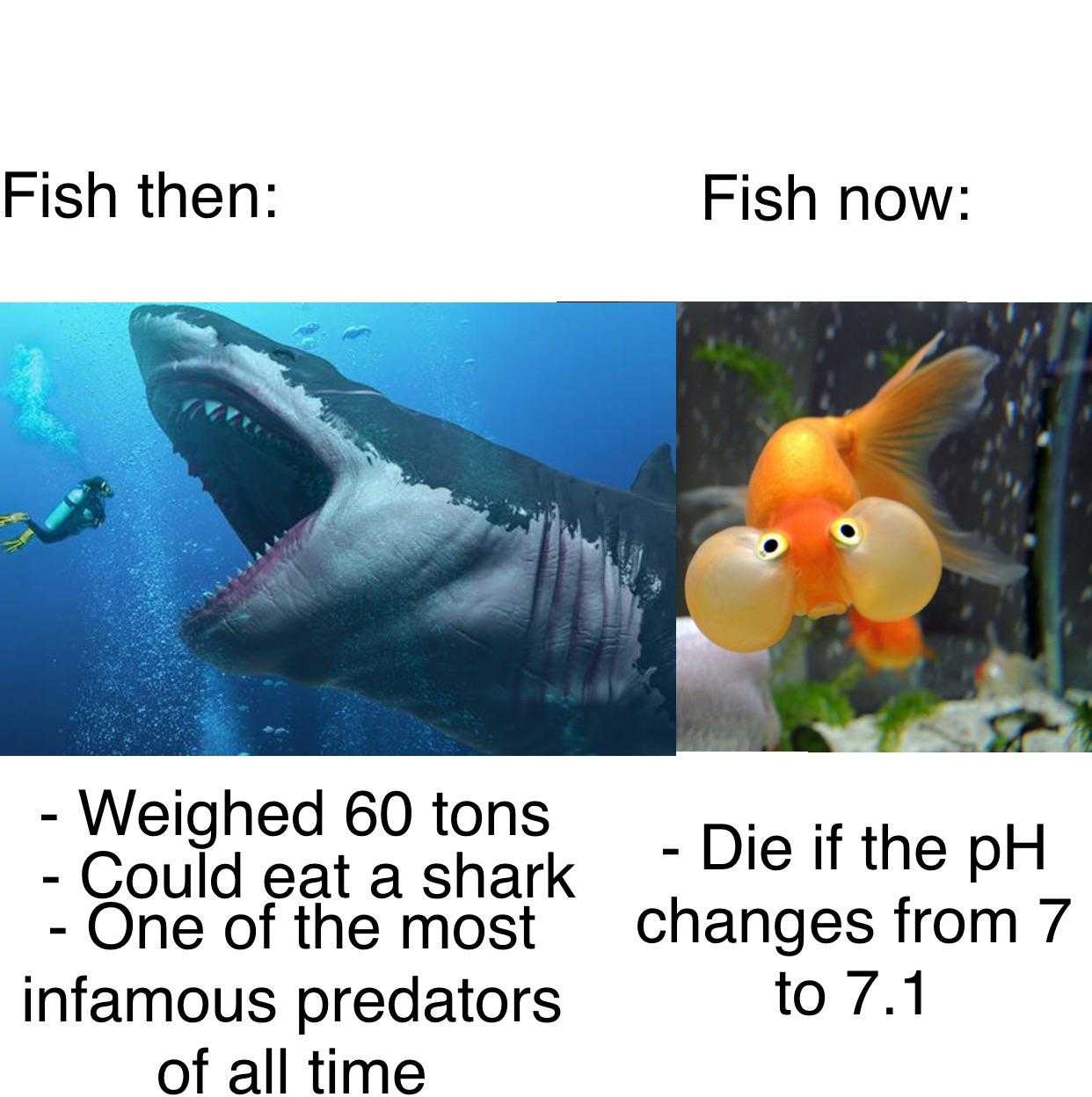 fish then fish now weighed 6 tons could eat at shark - one of the most changes from 7 to 7