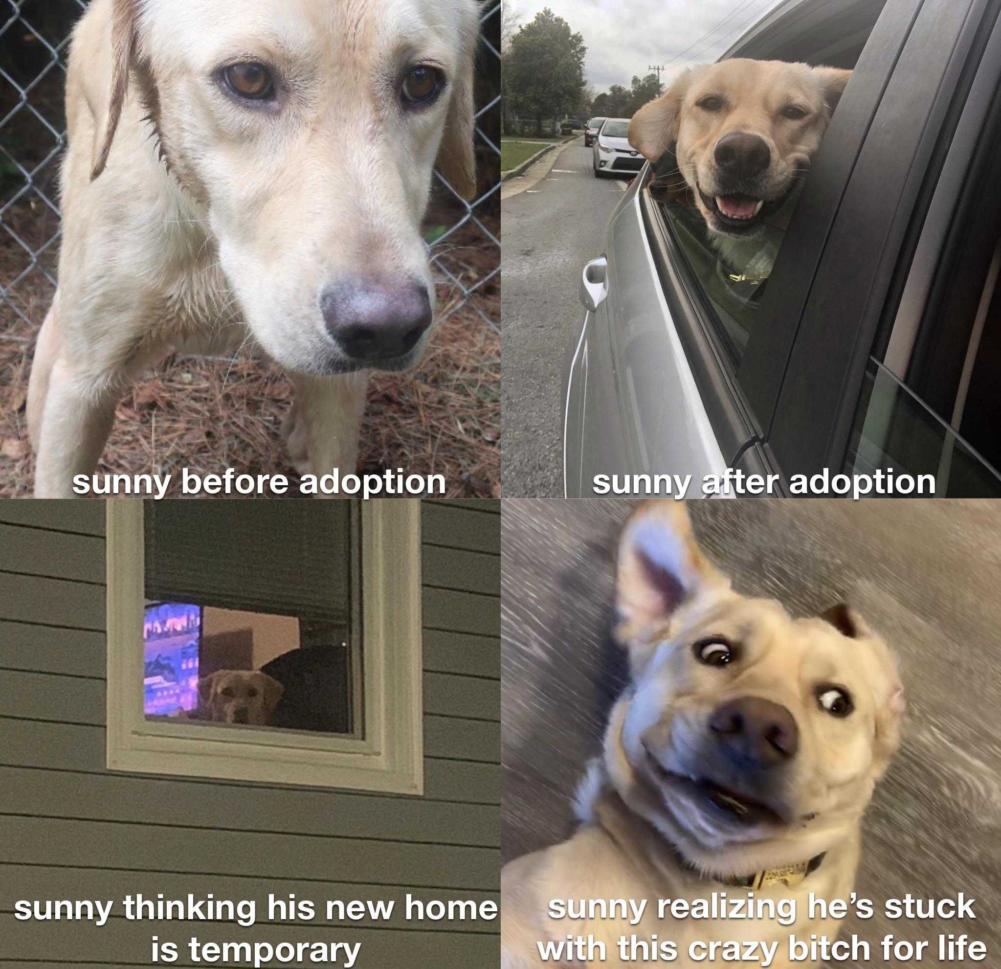 there are two pictures of a dog looking out of a car window