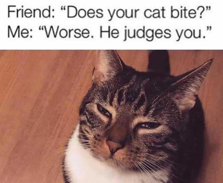 araff does your cat bite me worse he judges you