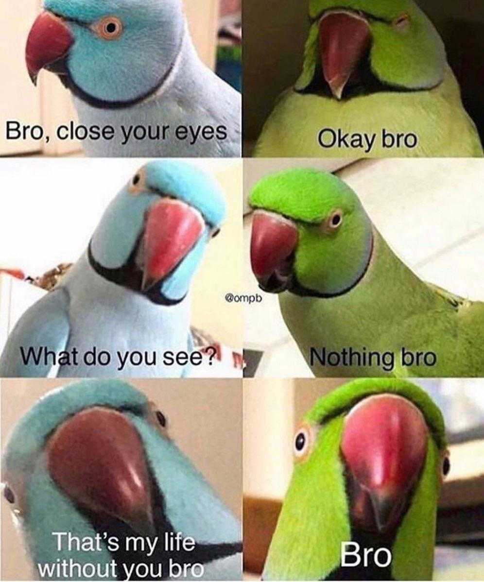 four different pictures of a parrot with different expressions on it