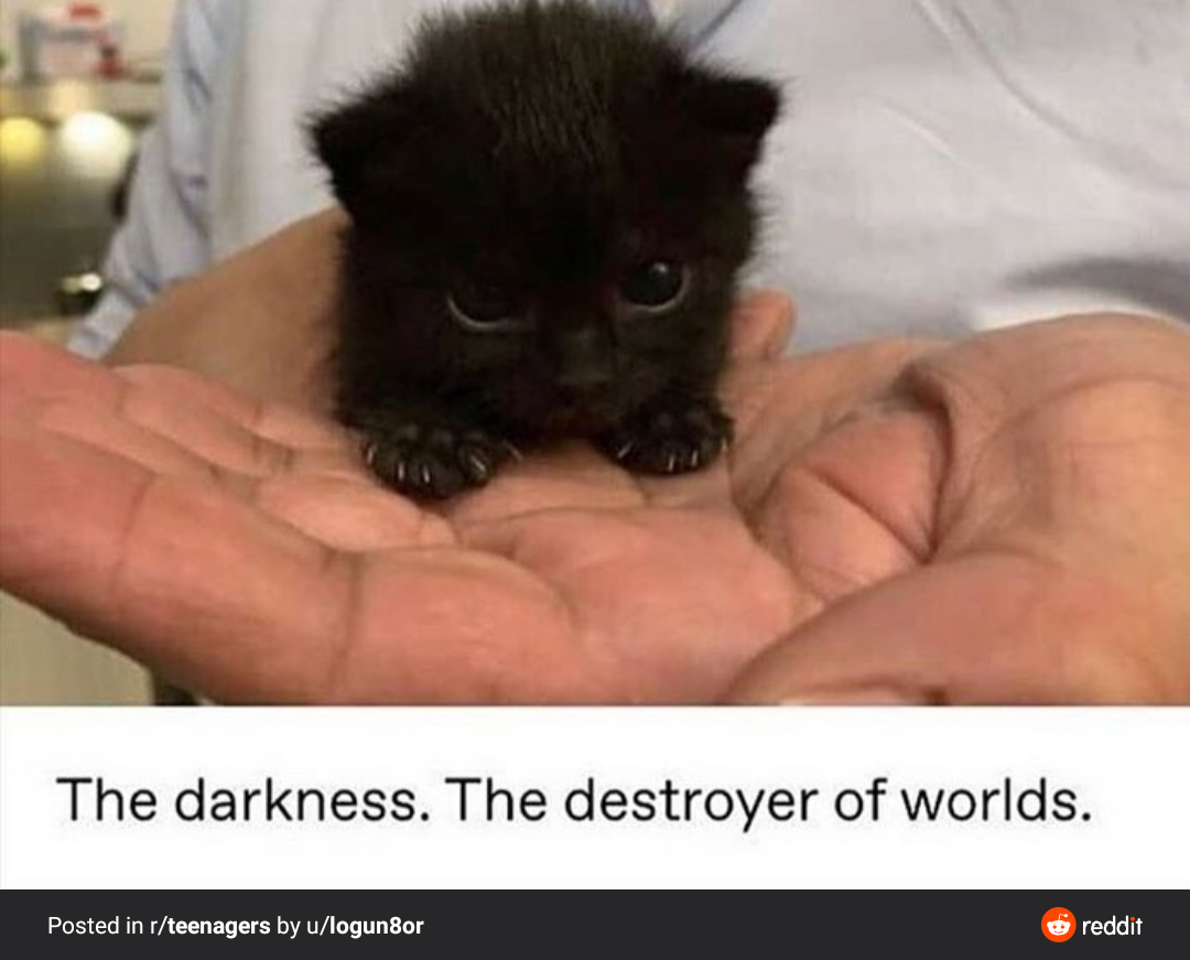 someone holding a small black kitten in their hands