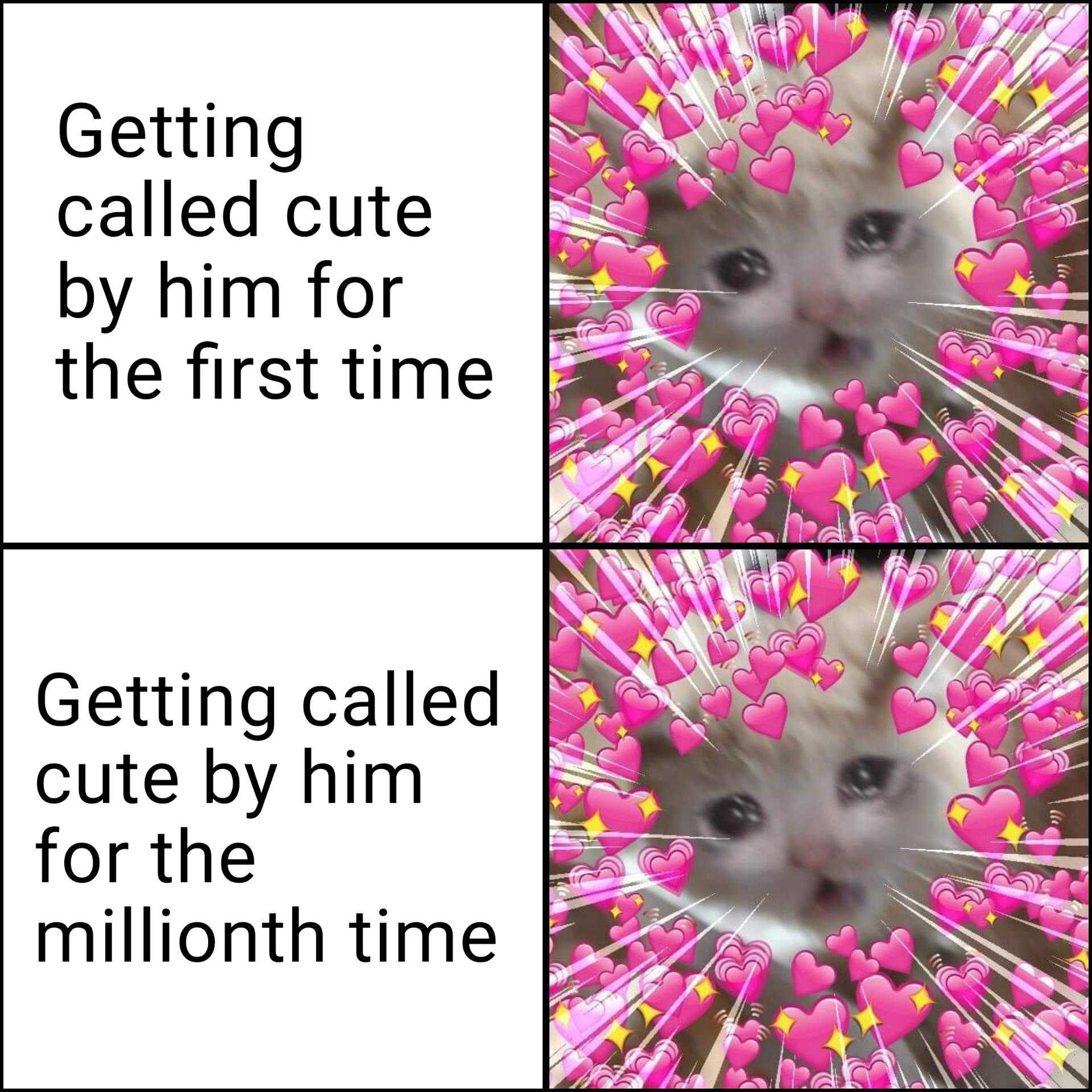 a close up of a cat with a bunch of pink flowers on its head