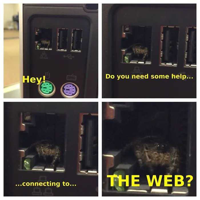 four pictures of a cat sitting in a computer with the caption of the web