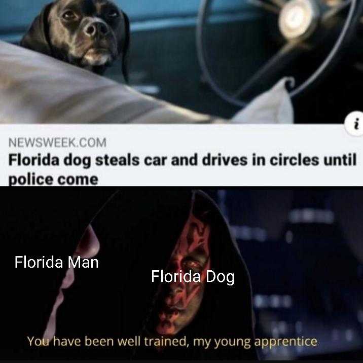 dog sitting in a car with a driver ' s seat and a caption of a police dog