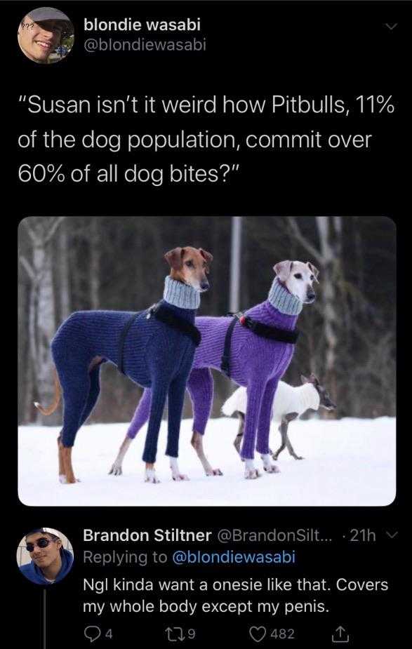 a close up of two dogs wearing sweaters on a snowy day