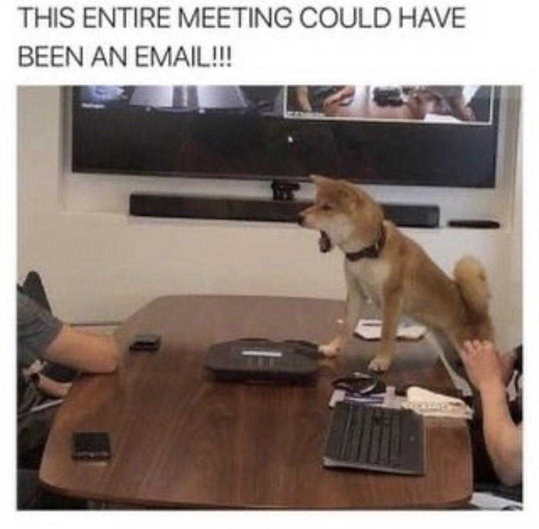 there is a dog sitting on a table with a laptop and a phone