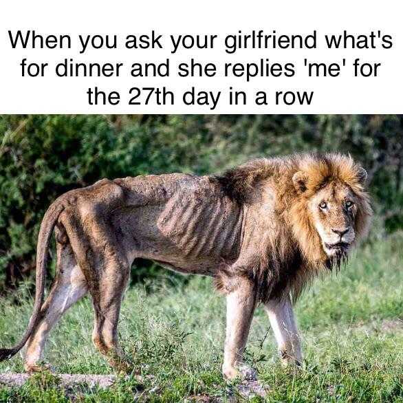 araffed lion standing in a field with a caption that reads, when you ask your girlfriend what ' s for dinner and sheepies ' s ' ll ' m ' t ' n ' ne for the 27th day in a row