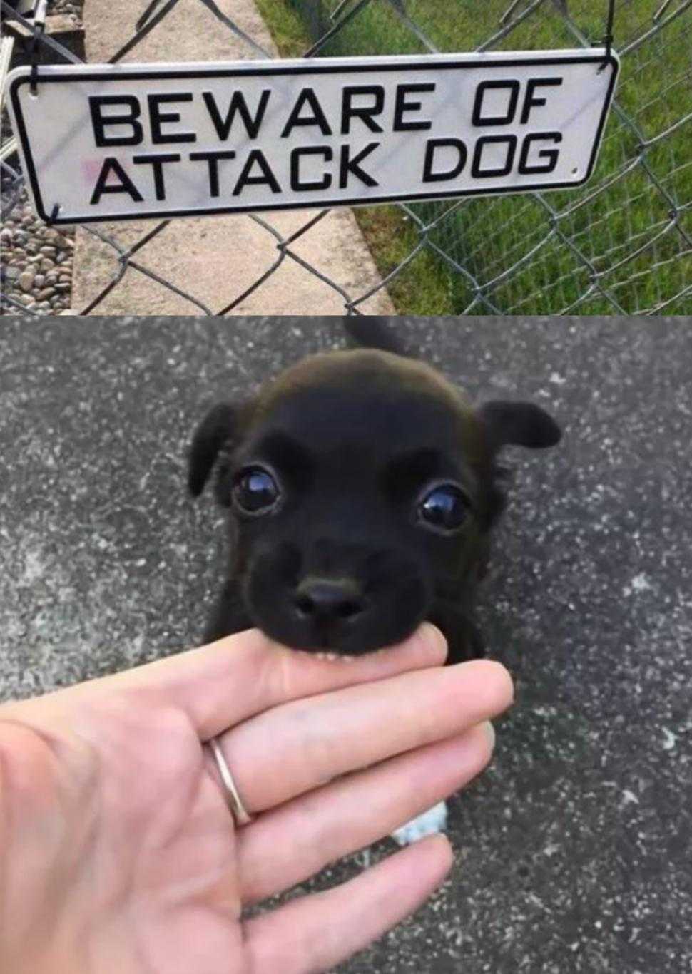 there is a small black dog that is looking at a sign