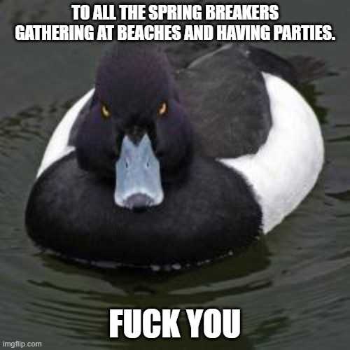 a close up of a duck in the water with a caption saying, to all the spring breakers gathering