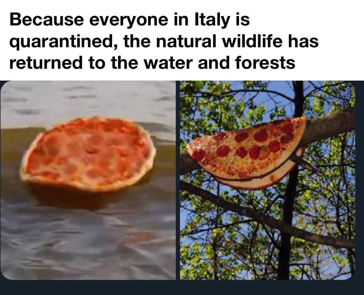 pizza sitting on a tree branch next to a lake