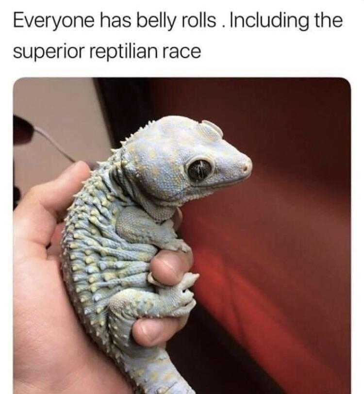 someone has belly rolls including the superior reptilian race