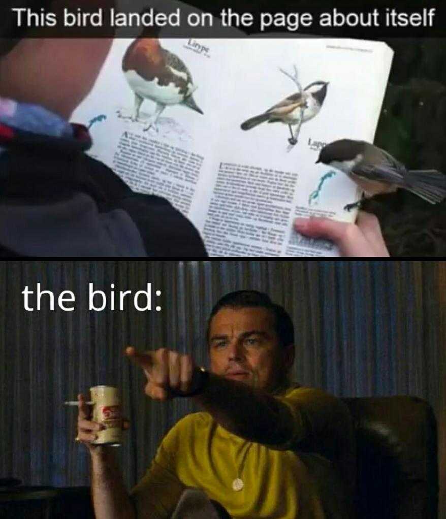 bird sitting on a man ' s lap and reading a book