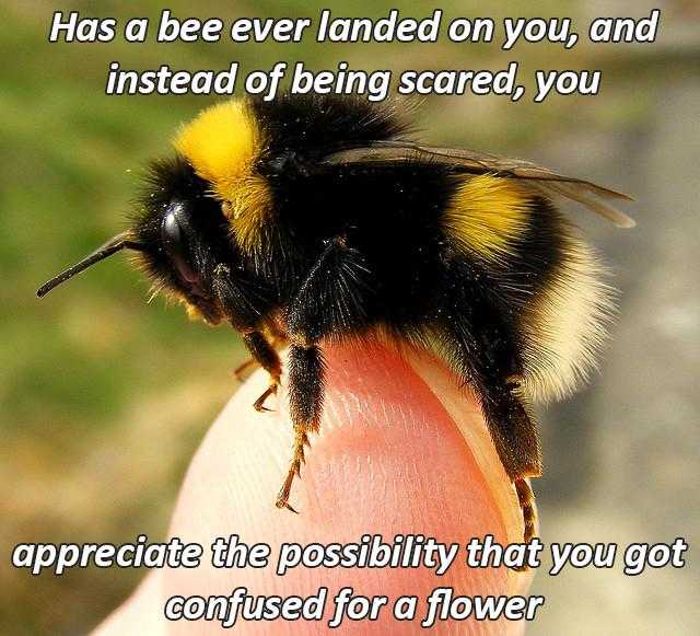 bee on a finger with a quote about being scared