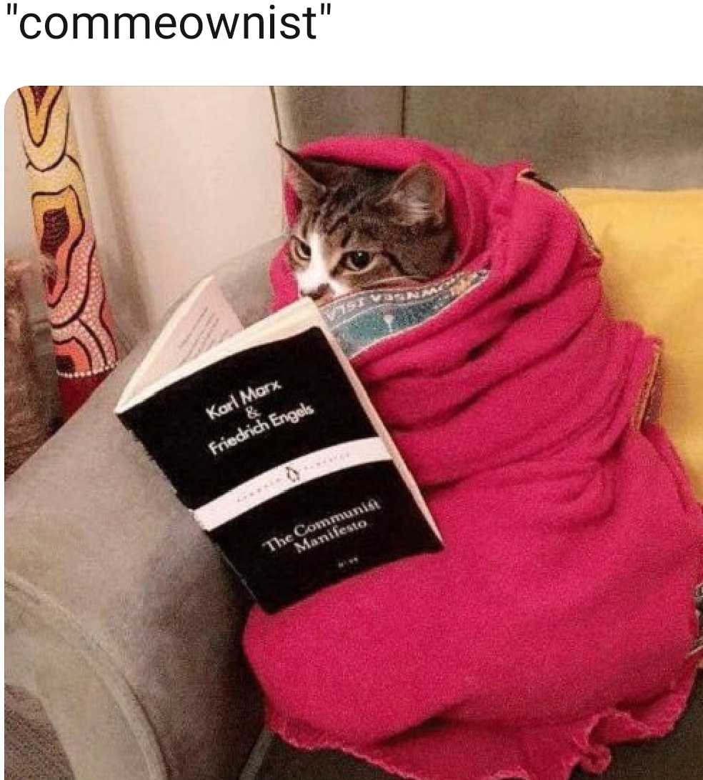 araffe cat wrapped in a blanket reading a book on a couch