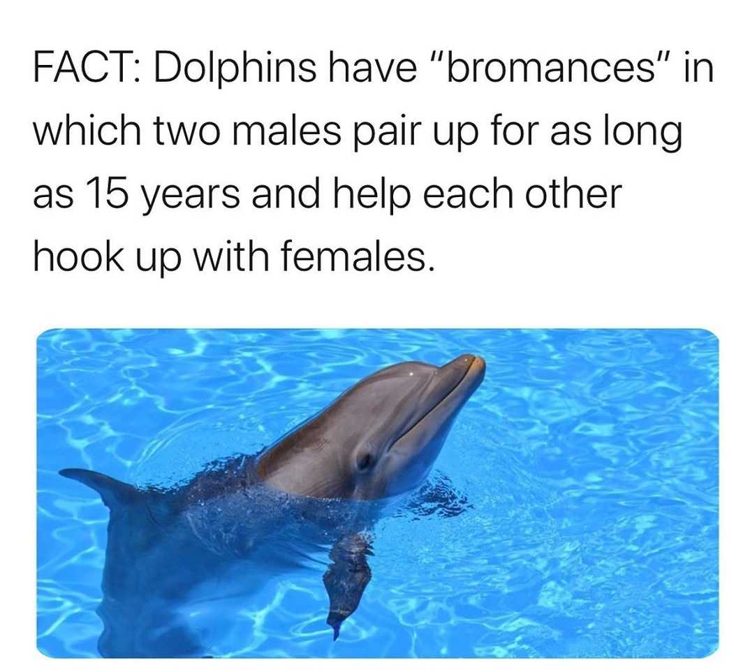 araffes are swimming in a pool with a caption of a dolphin