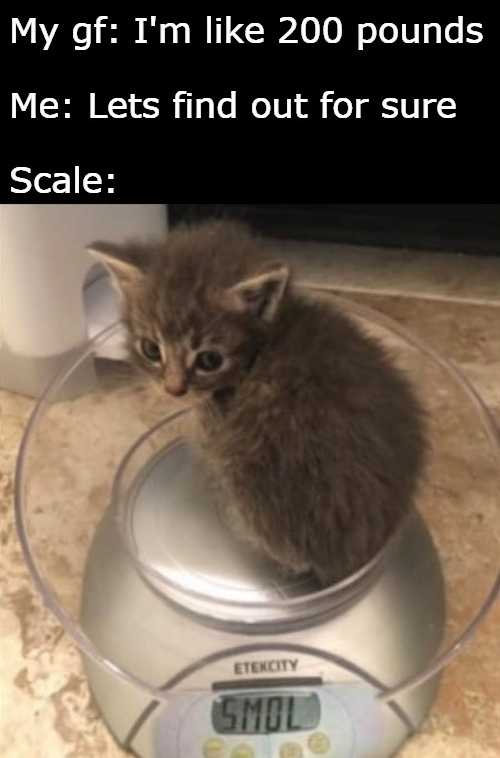 there is a kitten sitting on a scale with a caption saying, ' my gf i ' m like 200 pounds me lets find out for sure scale