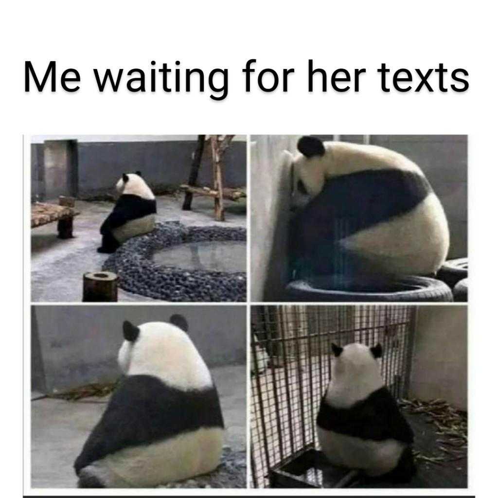 araffe panda sitting on a rock in a cage with text me waiting for her texts