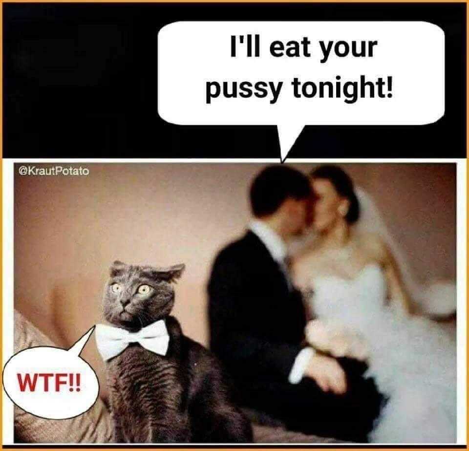 there is a cat that is sitting on a bed with a bride