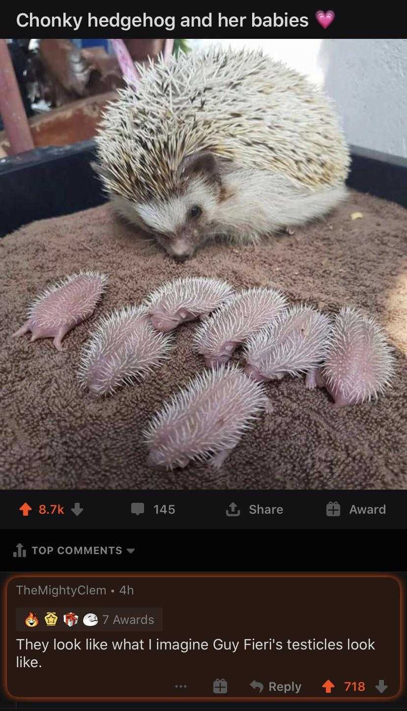 there are two hedgehogs that are laying on a blanket