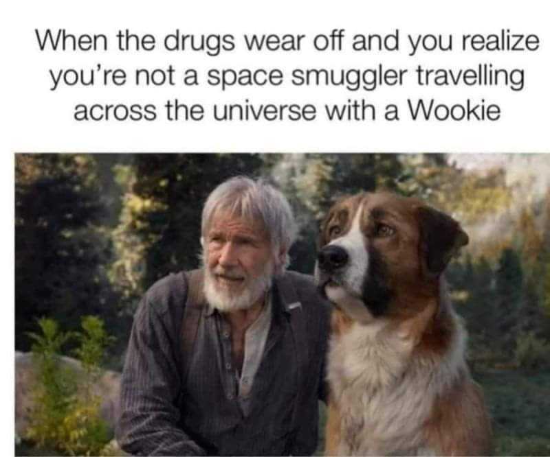 dog and a man sitting next to each other with a caption of a dog saying, when the dogs wear off and you realize you ' re not a space smuger traveling across the universe with a wookie