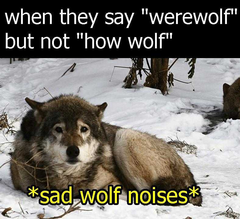 there are two wolfs laying in the snow with a caption that says, when they say werewolves but not how wolf