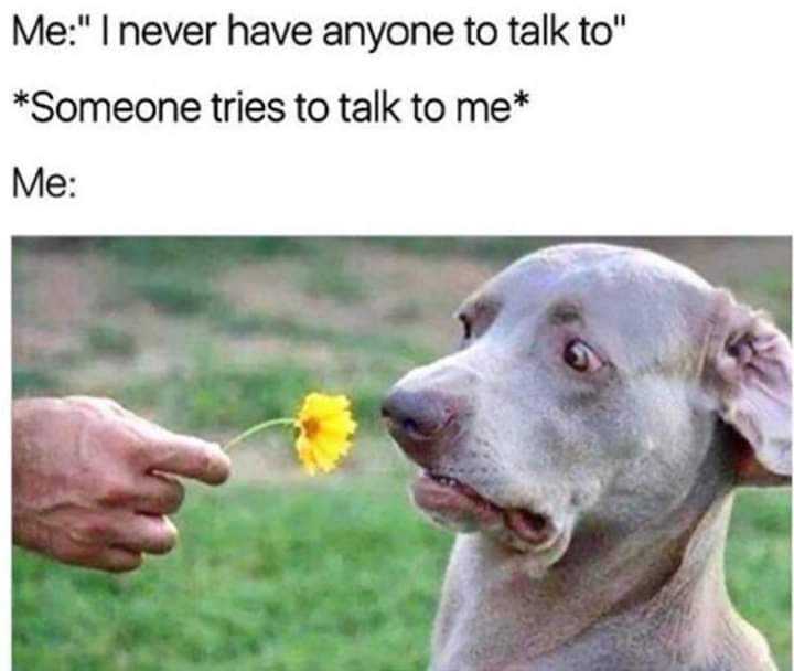 dog with a flower in its mouth being fed by a man