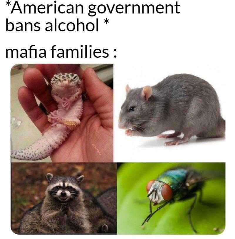 araffe, animal, and government american government bar alcohol mafia families