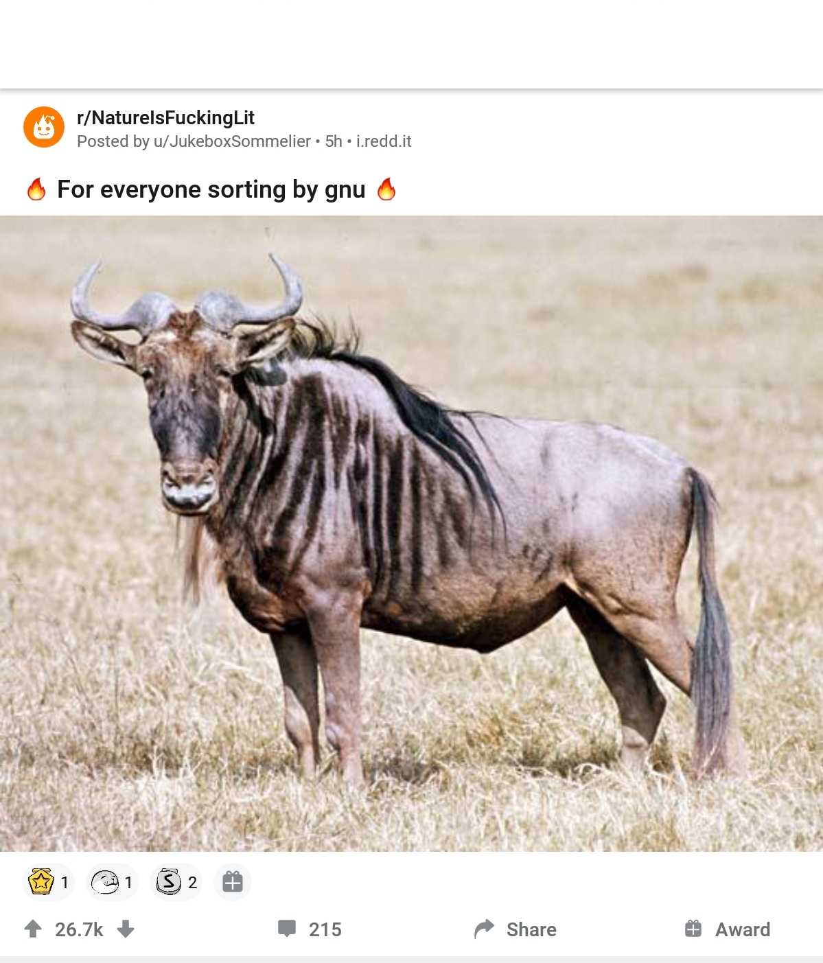 there is a picture of a large animal standing in a field