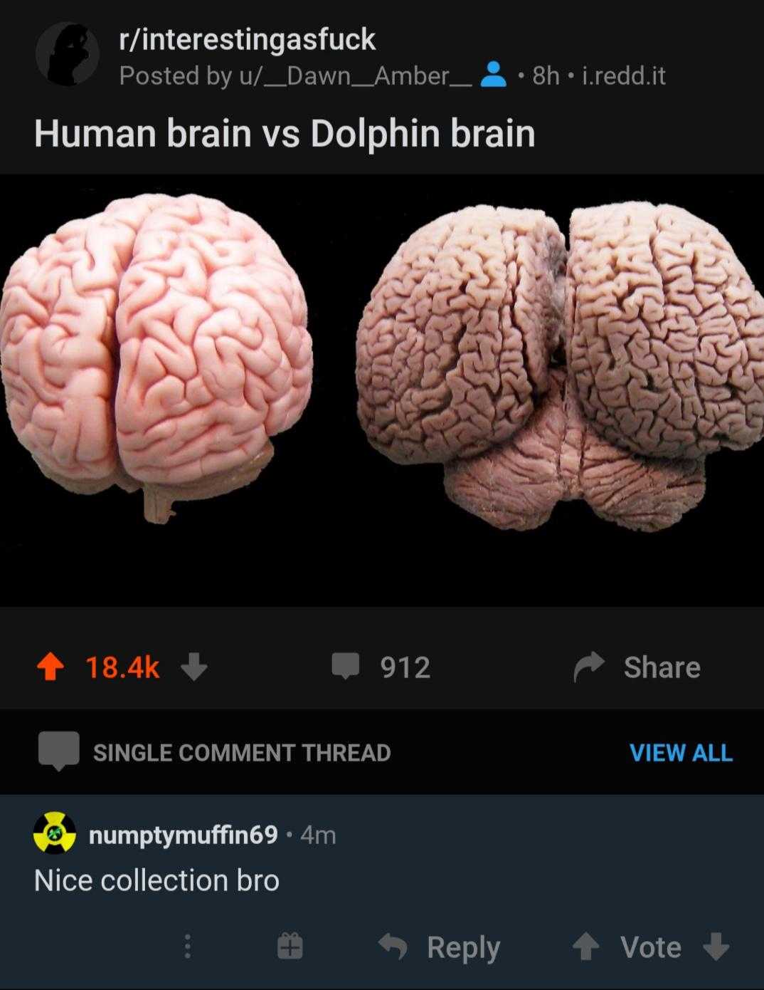 there are two brain models on the left and the right one is a human brain