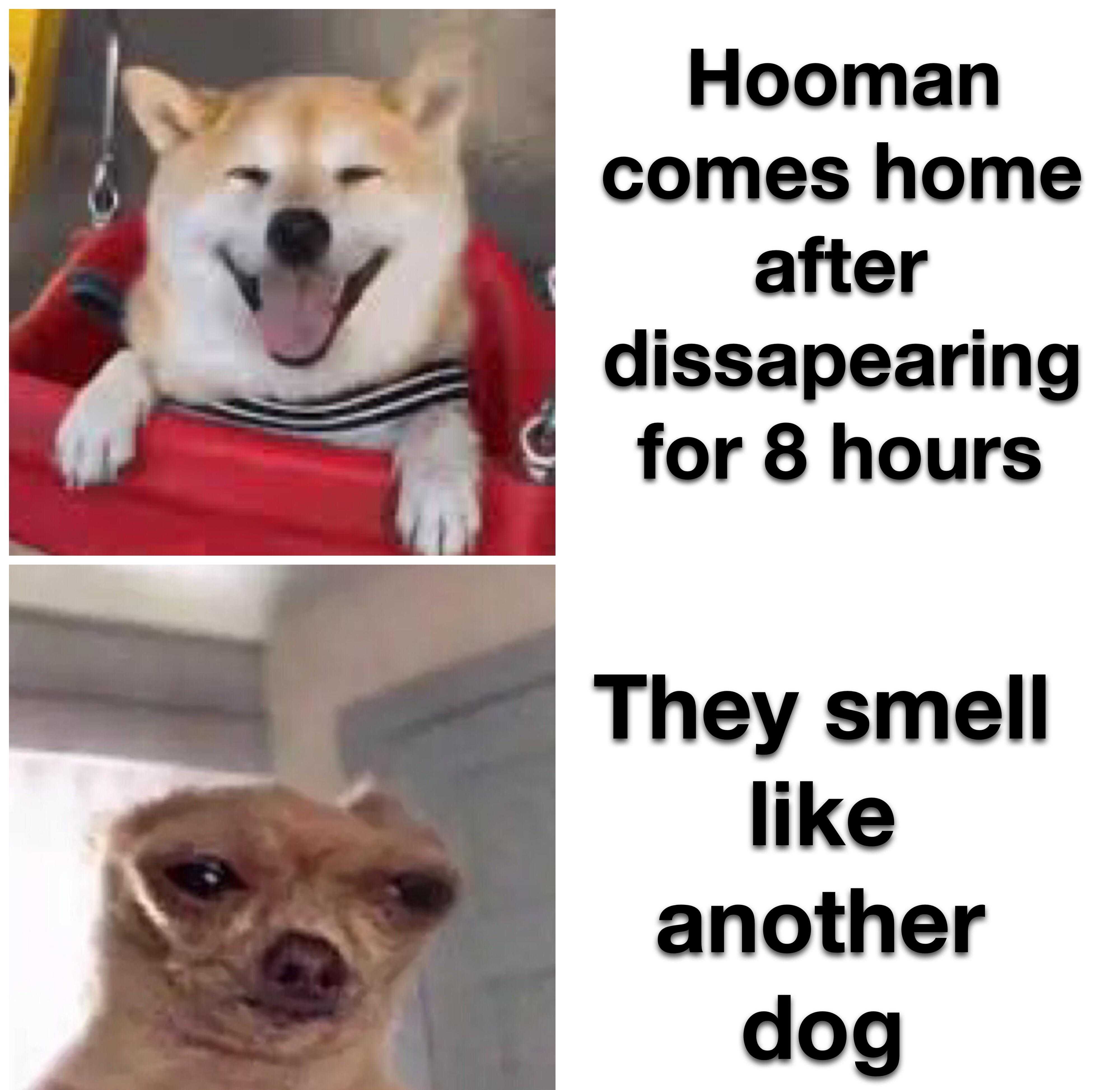 dog sitting in a red wagon with a caption of a dog saying, hooman comes home after disappearing for 8 hours they smell like another dog