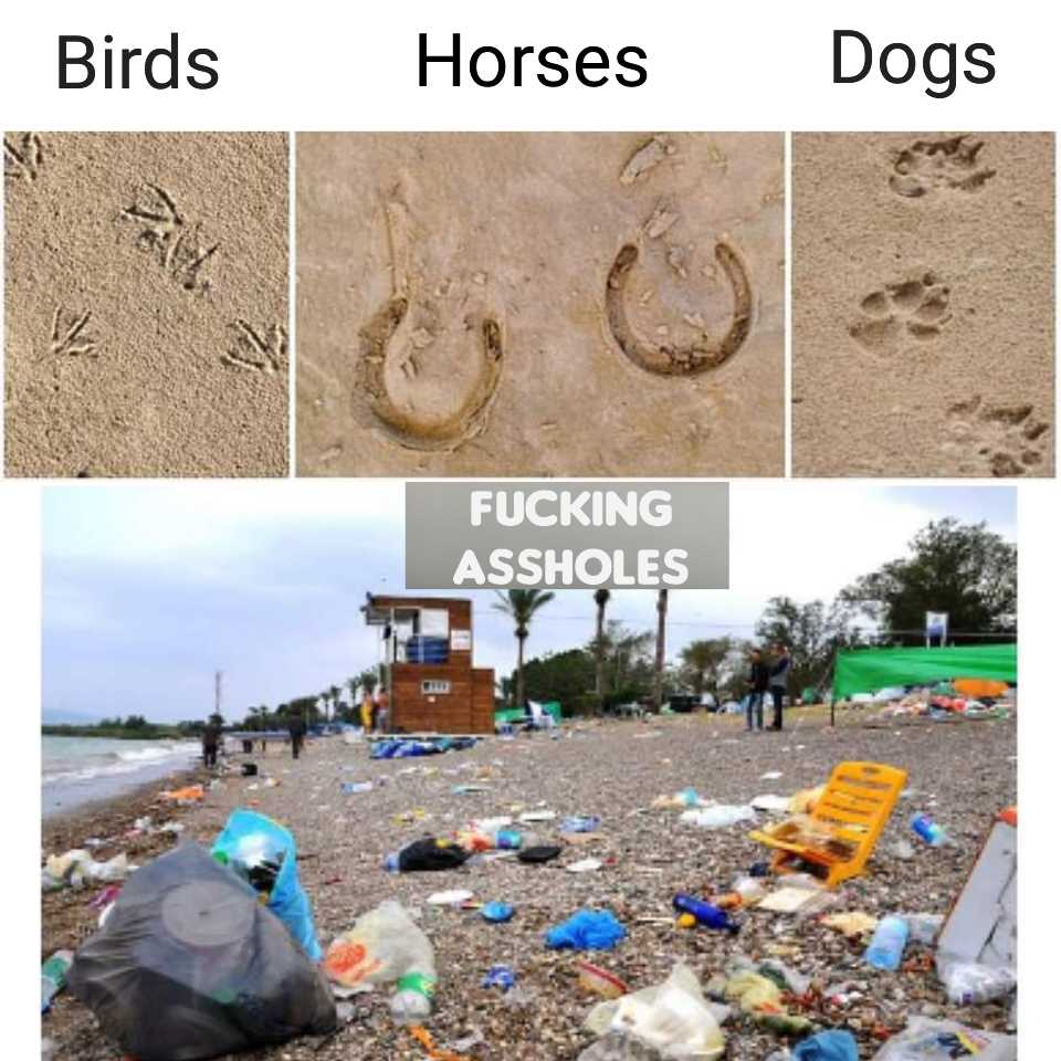 arafs horses dogs and trash on the beach with a sign