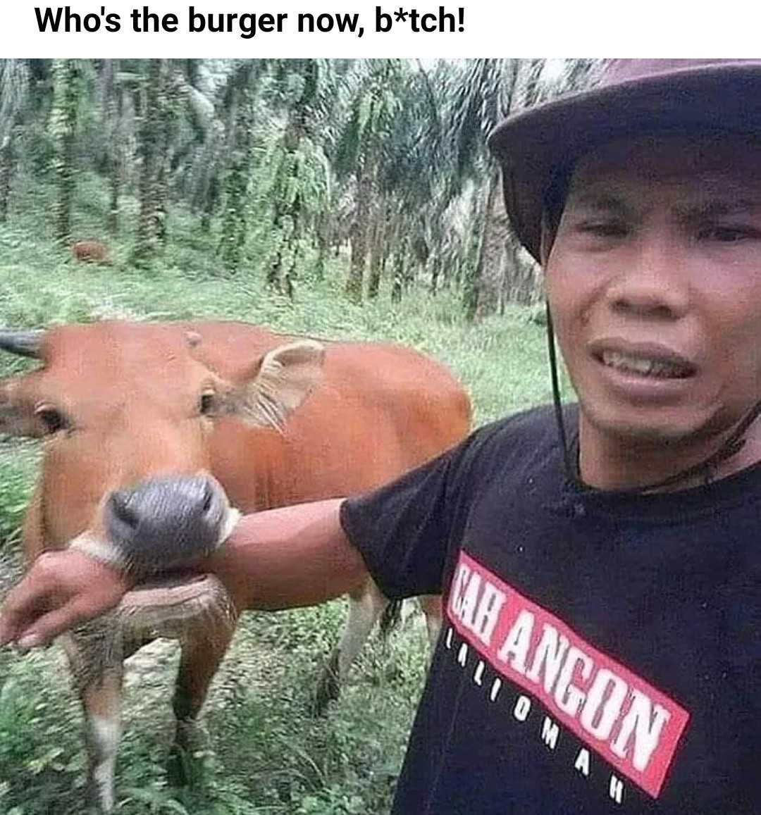 there is a man that is standing in front of some cows